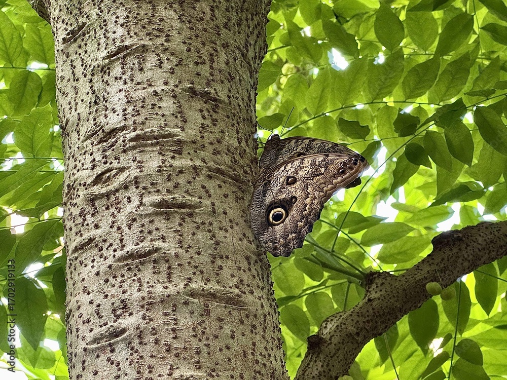 Obraz premium Large butterfly with eye like patterns on wings sitting on tree trunk in green forest