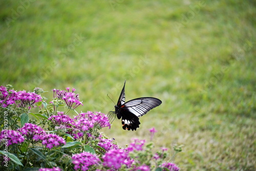緑の芝生の広い空間を背景に、ピンク色のペンタスの花壇に止まっている黒と白の羽根のアゲハチョウを捉えた写真です。羽根を広げた姿が印象的で、自然の活気を感じさせます。
