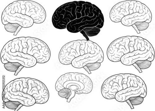 vector illustration of human brain silhouette isolated on white background 