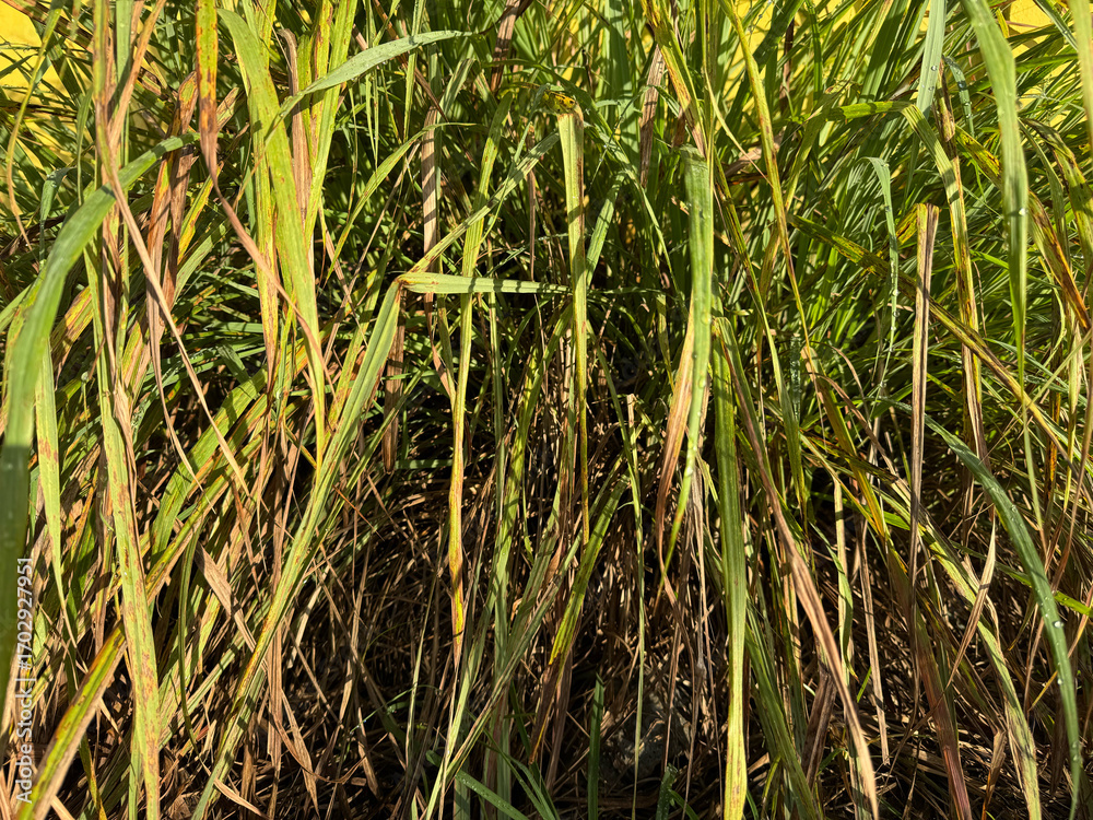 Obraz premium Wild meadow grass detail forming natural background