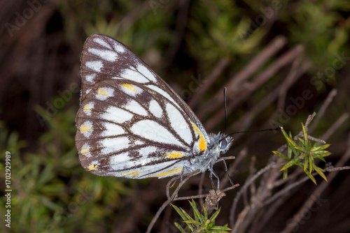 Caper White Butterfly Resting on Green Shrub