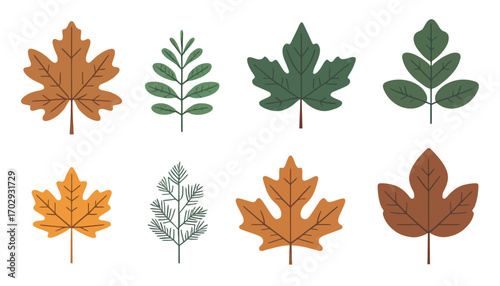 collection of autumn leaves