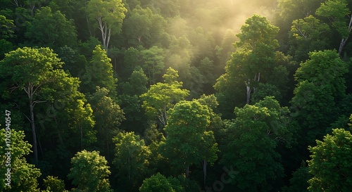 Sunlight streams through lush green forest canopy, creating a serene and vibrant natural vista.