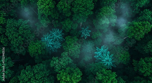 Mysterious misty evergreen forest canopy viewed from directly above, deep nature serenity