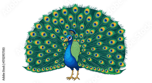 Majestic Peacock Displaying its Stunning Feathers, Isolated on White Backdrop