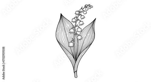Exquisite Lily of the Valley Line Art on White Background