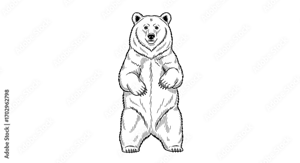 Obraz premium Black and white drawing of a bear standing upright pose