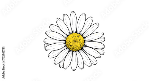 Artistic daisy flower with yellow center against a clean white background.