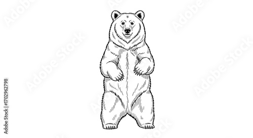 Black and white drawing of a bear standing upright pose