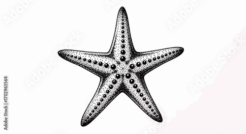Detailed black and white stippled starfish illustration on a white background