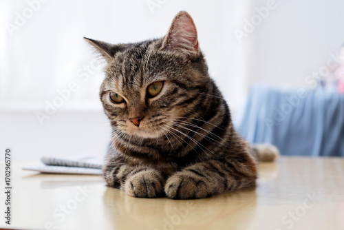 テーブルで考えるブリティッシュの猫