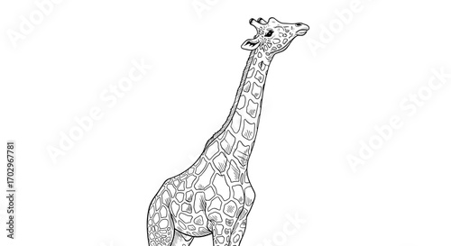Detailed Giraffe Illustration in Black and White Line Art Style