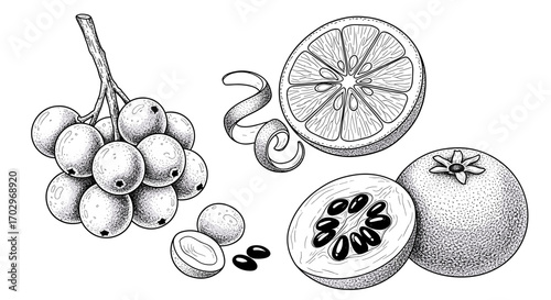 Artistic botanical illustration showcasing a medley of vibrant tropical fruits