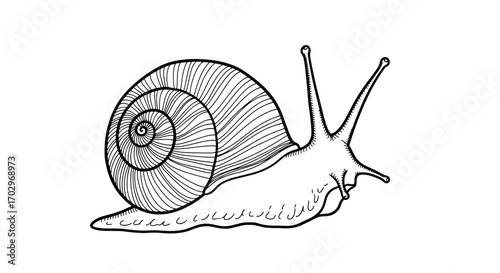 Artistic rendition of a detailed black and white snail illustration