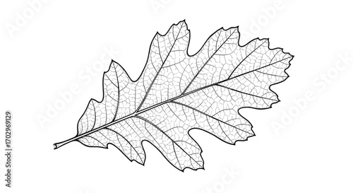 Elegant Oak Leaf Skeleton Illustration on White Background