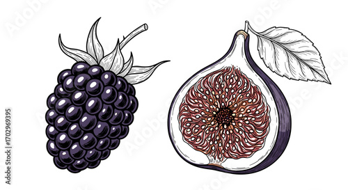 Detailed Blackberry and Fig Illustration Against a Clean White Background