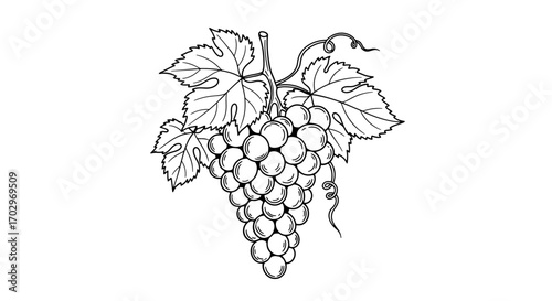 Hand-Drawn Grapes Cluster with Leaves, a Classic Line Art