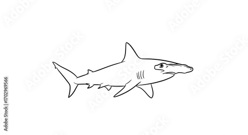 Bold line art illustration of a Hammerhead shark on white