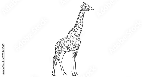 Elegant Outline of a Giraffe Standing Tall on White Background