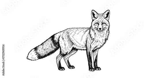 Striking Black and White Fox Portrait with Detailed Illustration Style