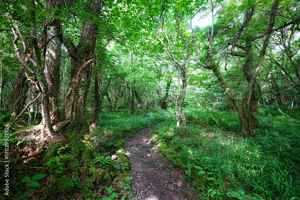 Obraz premium shiny summer forest and path