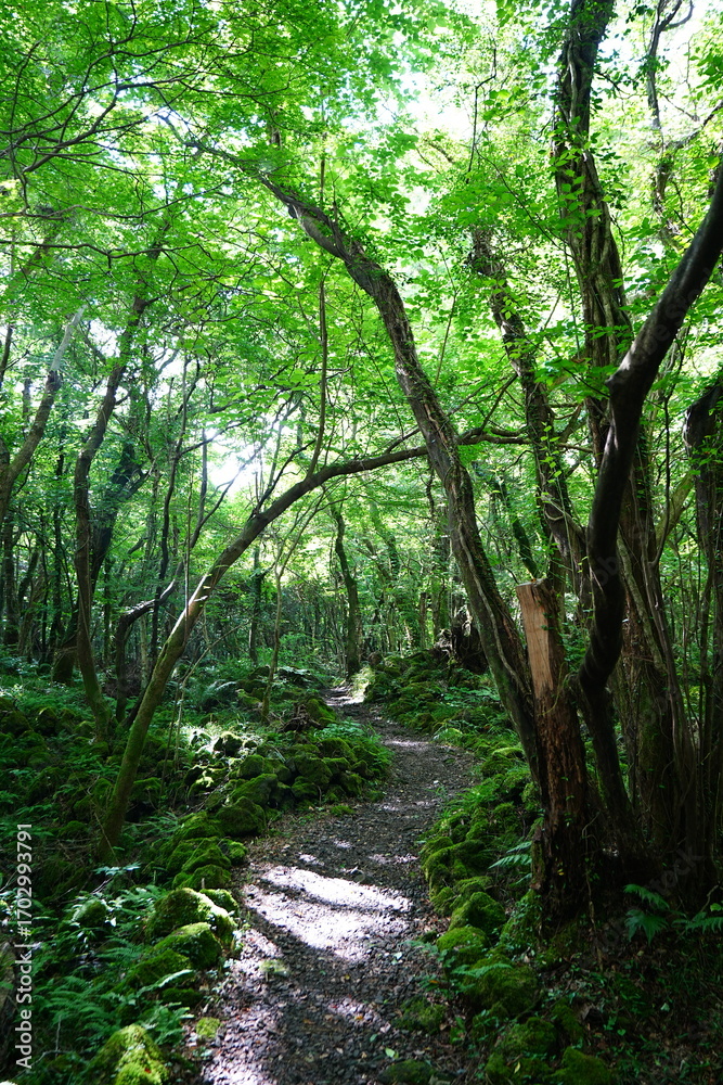 Obraz premium shiny summer forest and path