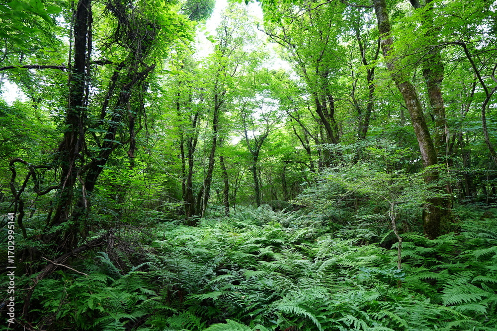 Fototapeta premium old wild forest in the gleaming sunlight 