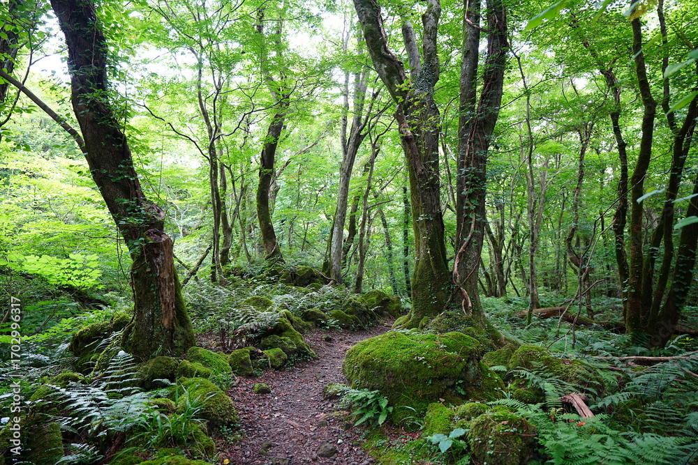 Fototapeta premium summer path through mossy rocks and old trees