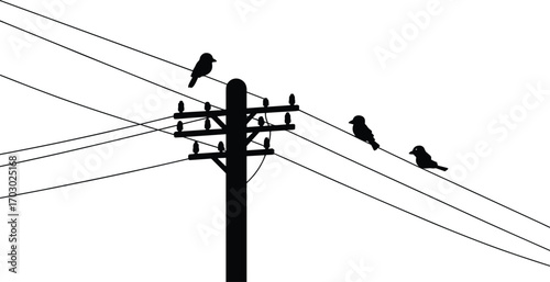Birds on power lines, utility pole silhouette, perched birds, electrical wires, nature and technology, wildlife on cables, black and white, bird silhouettes, urban wildlife, power distribution