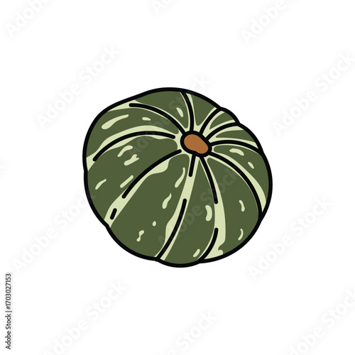Squash fruit
