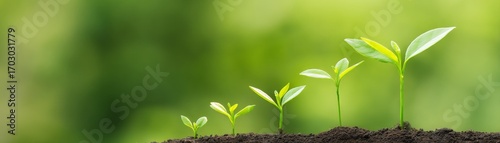 Wellbeing, Sustainability, and Finance for a Balanced Future, Growing plants in soil representing life and growth stages.