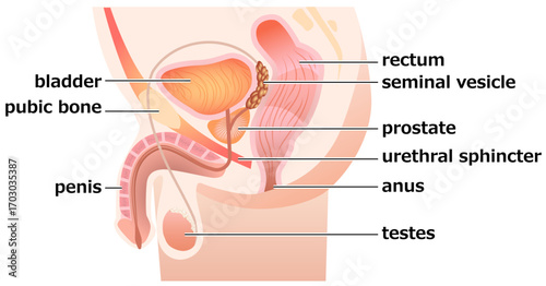 Locating the Prostate