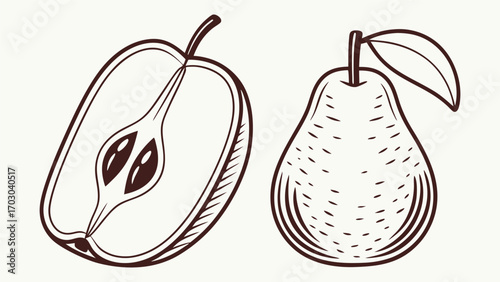 Detailed hand drawn pear illustration and cross section showing seeds and texture