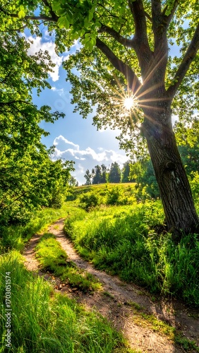 Sunlit forest path through green landscape