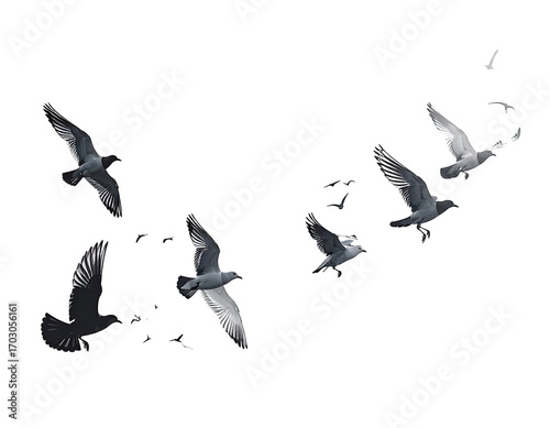 Flock of birds in flight against a dark background.  Feathered wings, various shades of gray and white.  Dynamic movement