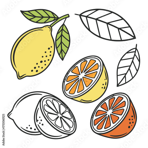 Illustration of various citrus fruits