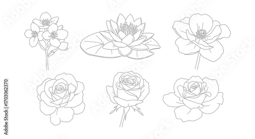 various floral sketches showing different types of flowers