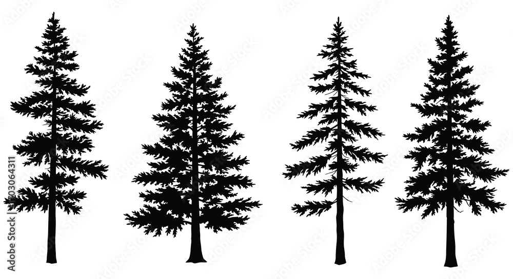 Fototapeta premium four tall pine trees standing upright in silhouette