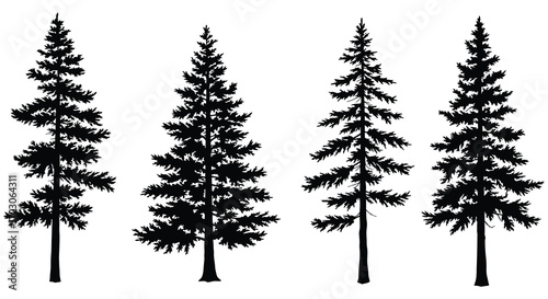 four tall pine trees standing upright in silhouette