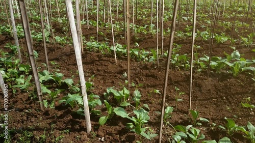Fresh caisim plants growing neatly in a cultivated field with fertile soil and wooden stakes, showing healthy green leaves ready for future harvest.