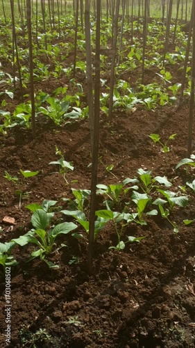Portrait Footage Fresh caisim plants growing neatly in a cultivated field with fertile soil and wooden stakes, showing healthy green leaves ready for future harvest.