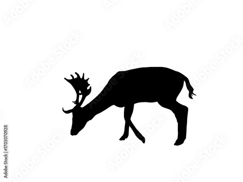 Black deer