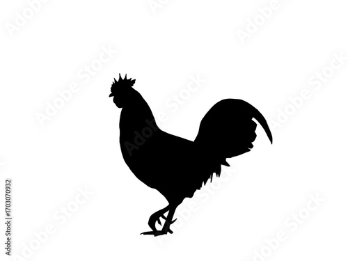 Black chicken