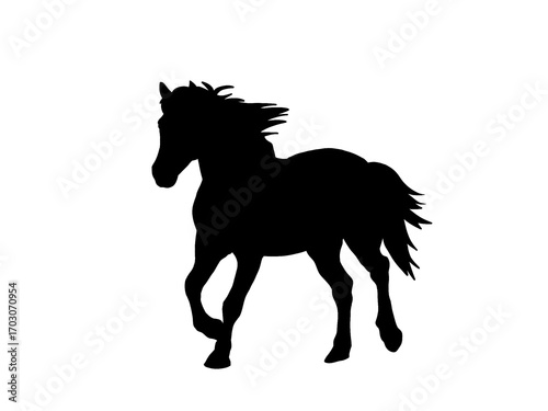 Black horse 