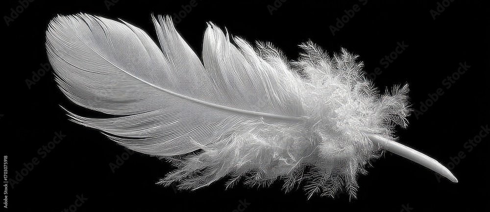 Obraz premium Isolated White Feather