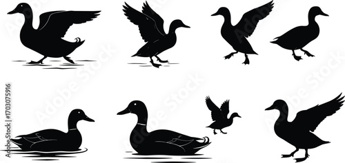Duck silhouettes in various poses, flying, walking, swimming, nature wildlife, bird illustrations, waterfowl, animal icons, black and white vector.