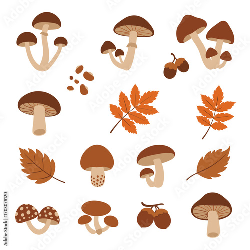 Autumn Mushroom and Leaf Collection.