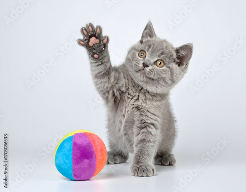 British Shorthair kitten playing with colorful ball, paw raised mid-swipe, pure white