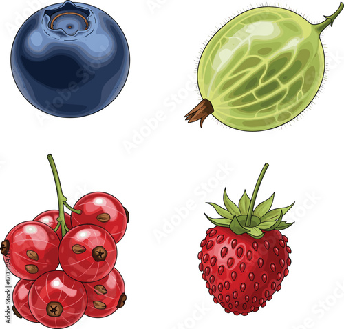 Fresh assorted berries including blueberry, gooseberry, red currant, and strawberry, healthy organic fruits, colorful natural food, summer berry collection, antioxidant-rich berries