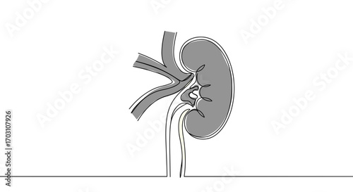 Kidney anatomy illustration with clear lines on transparent background  